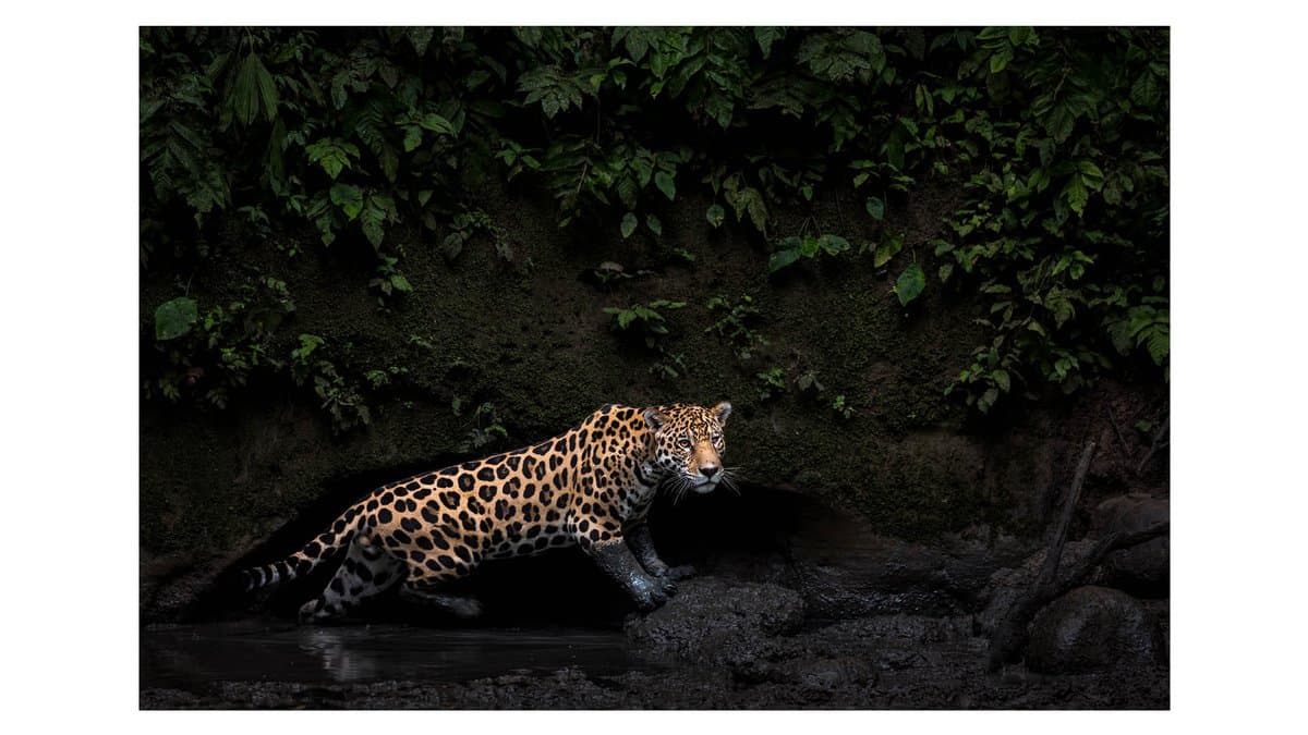 Edgar Su's grand prize winning photograph of Carlos Alcaraz with dramatic shadow work at the Australian Open